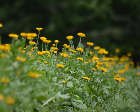 Calendula