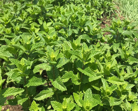 Peppermint