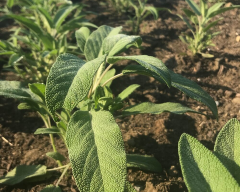 Sage