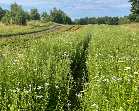 Yarrow